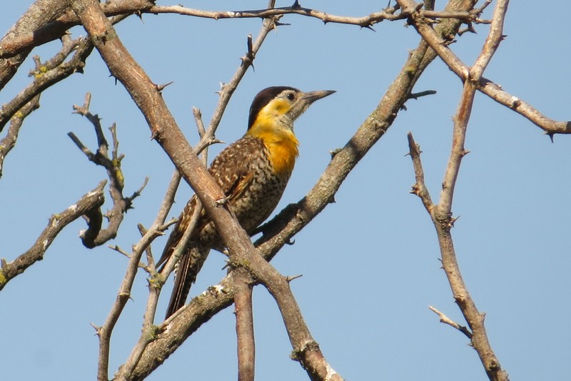 Campo Flicker - ML645950648