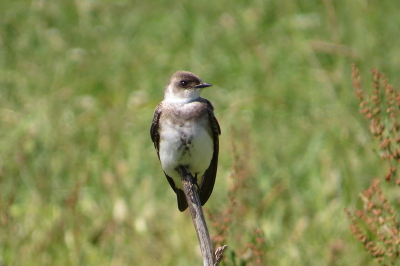 Brown-chested Martin - ML645950656