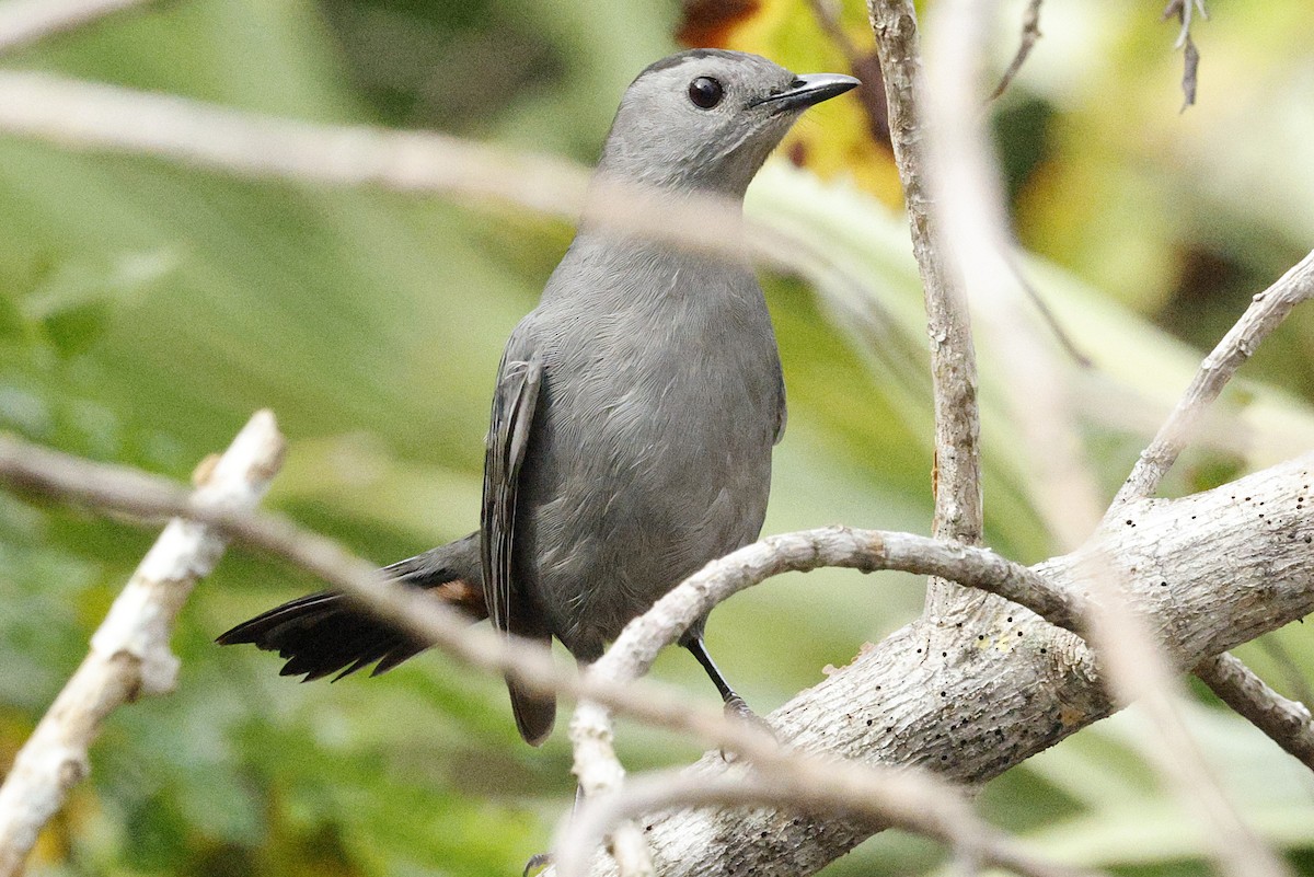 Miaulari grisa - ML645950657