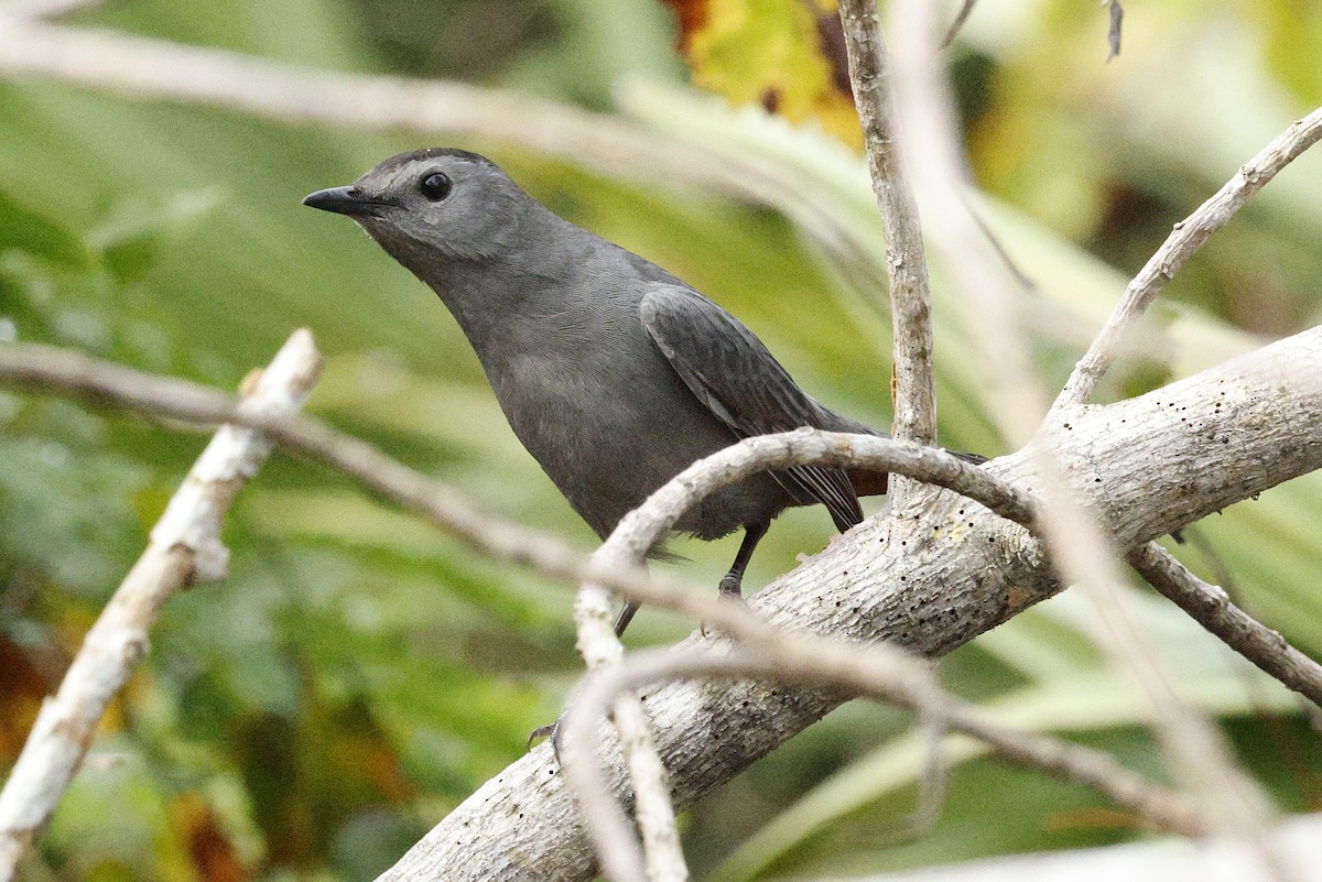 Miaulari grisa - ML645950659