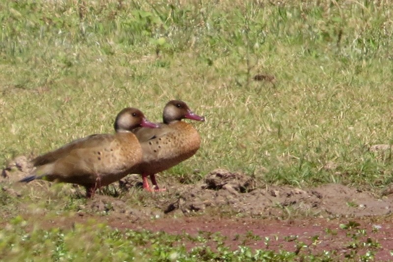 Brazilian Teal - ML645950667