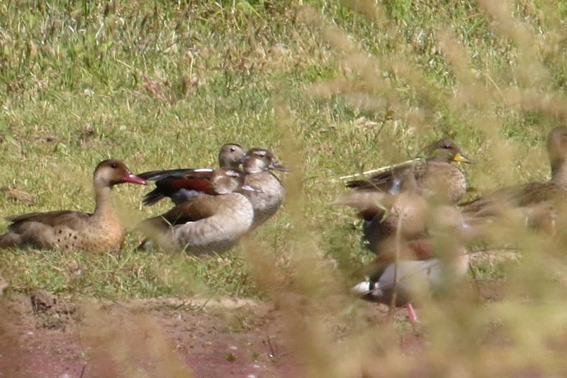 Ringed Teal - ML645950672