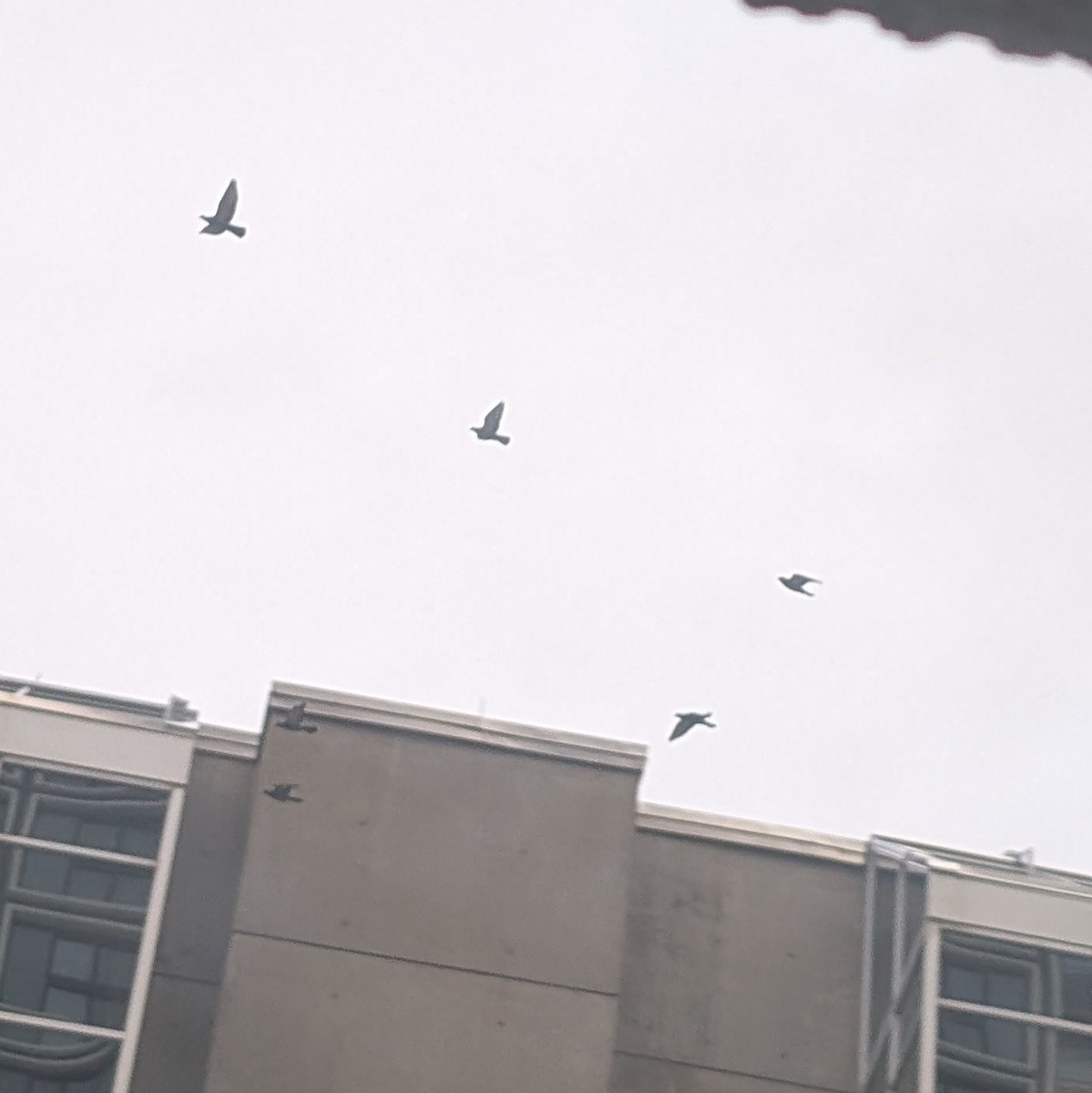 Rock Pigeon (Feral Pigeon) - ML645950674