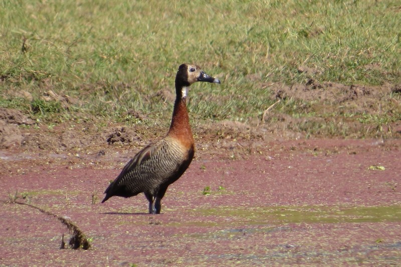 White-faced Whistling-Duck - ML645950681