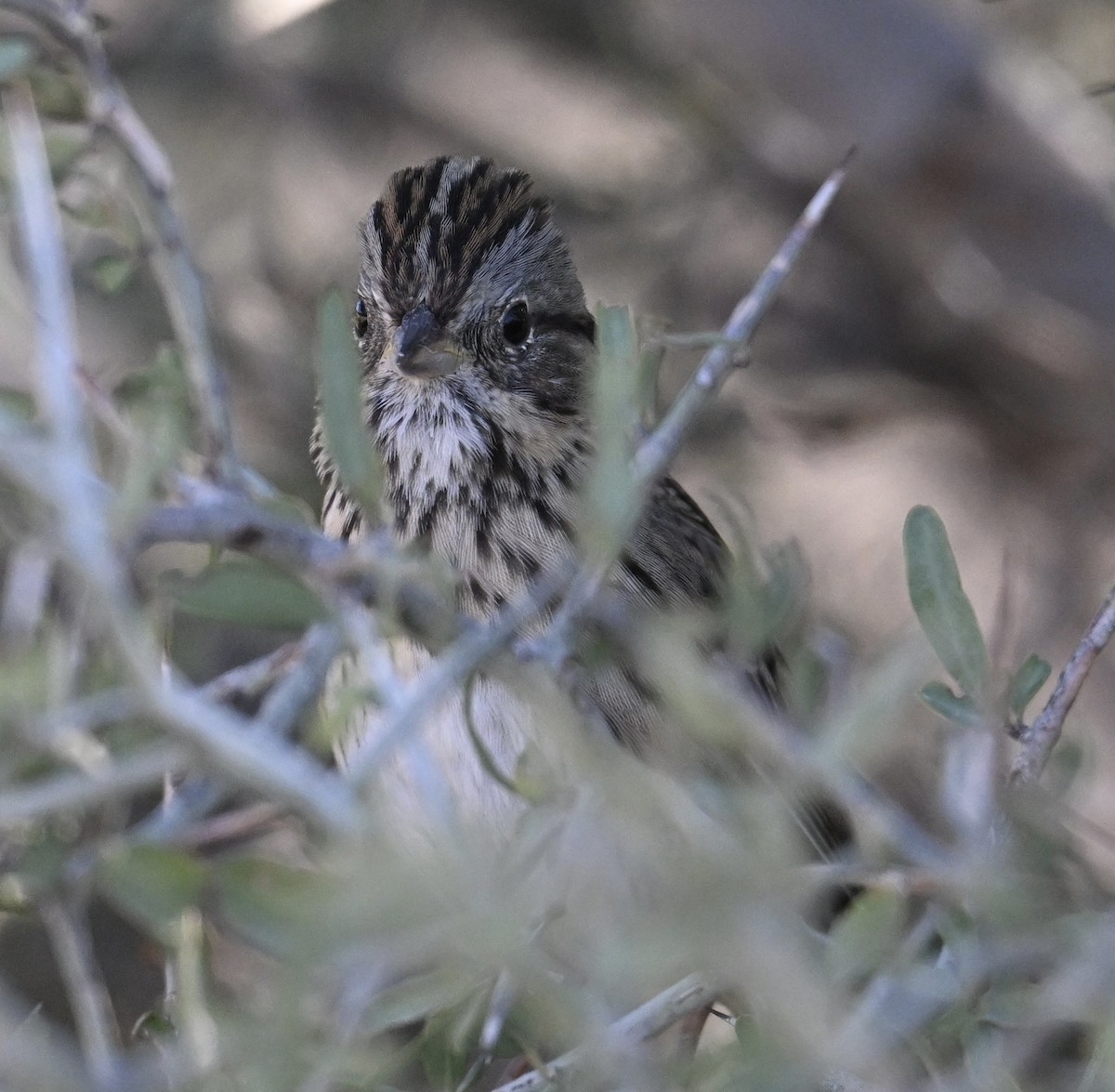 strnadec pruhohlavý - ML645950682