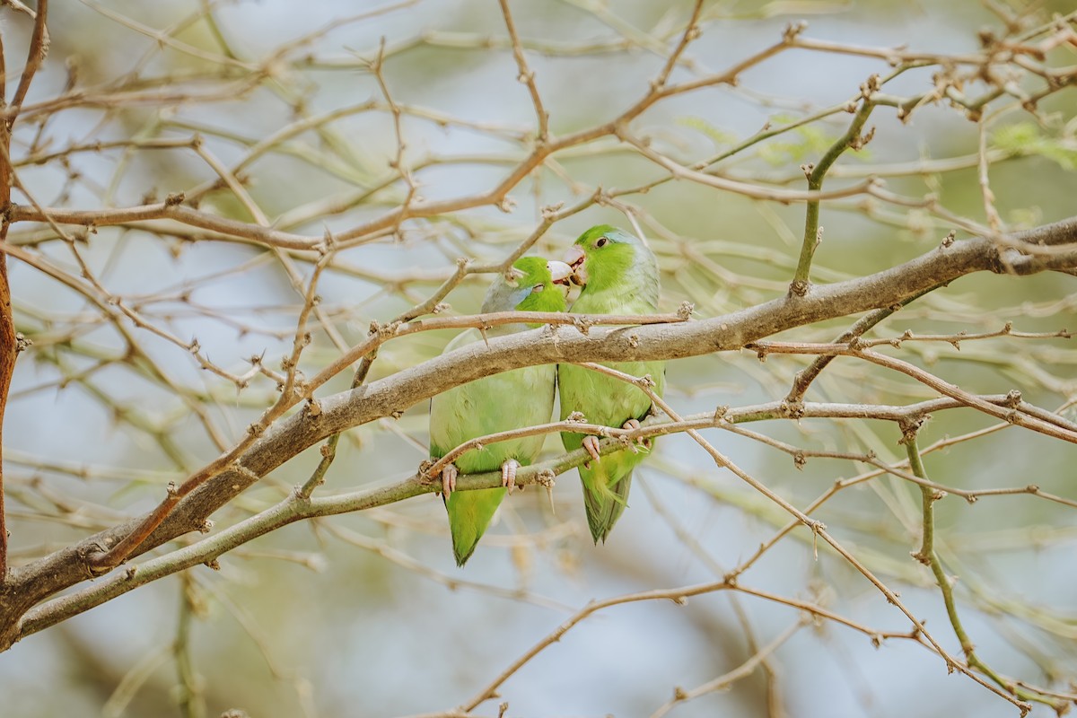 Pacific Parrotlet - ML645950684