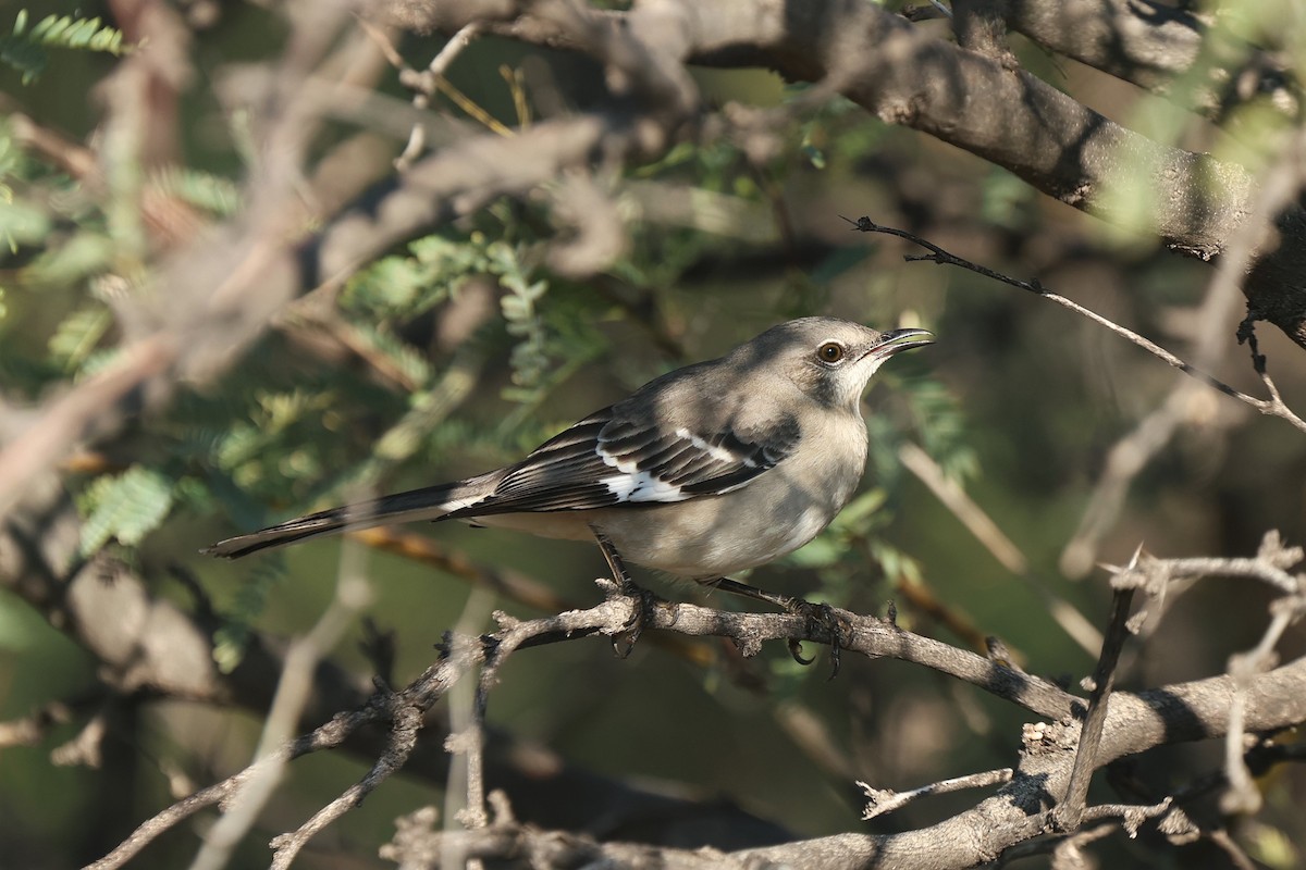 Пересмішник багатоголосий - ML645950685