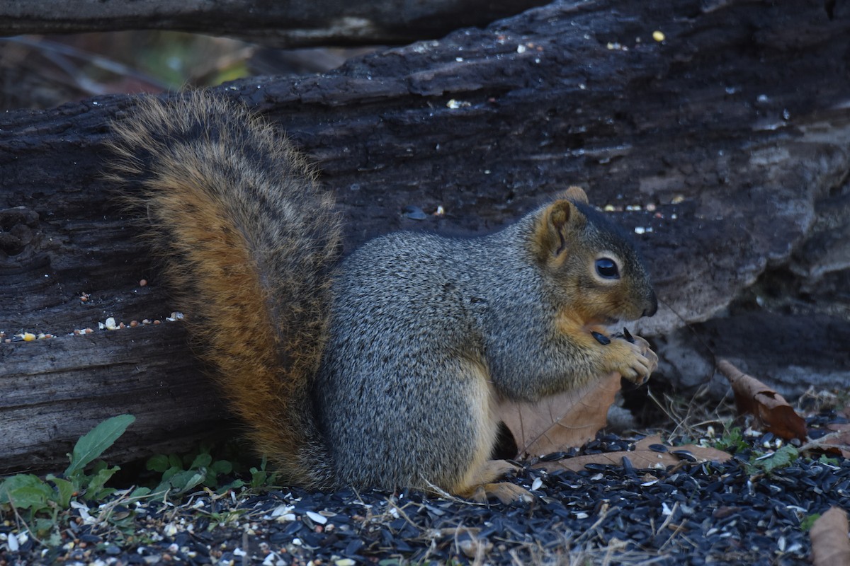 Eastern Fox Squirrel - ML645950704