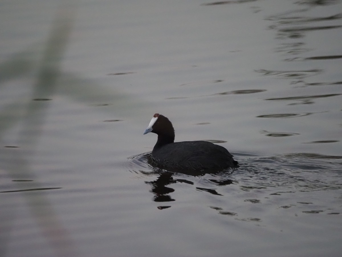 Red-knobbed Coot - ML645950716