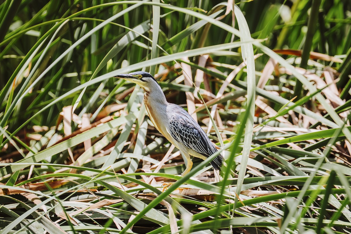 Striated Heron - ML645950721