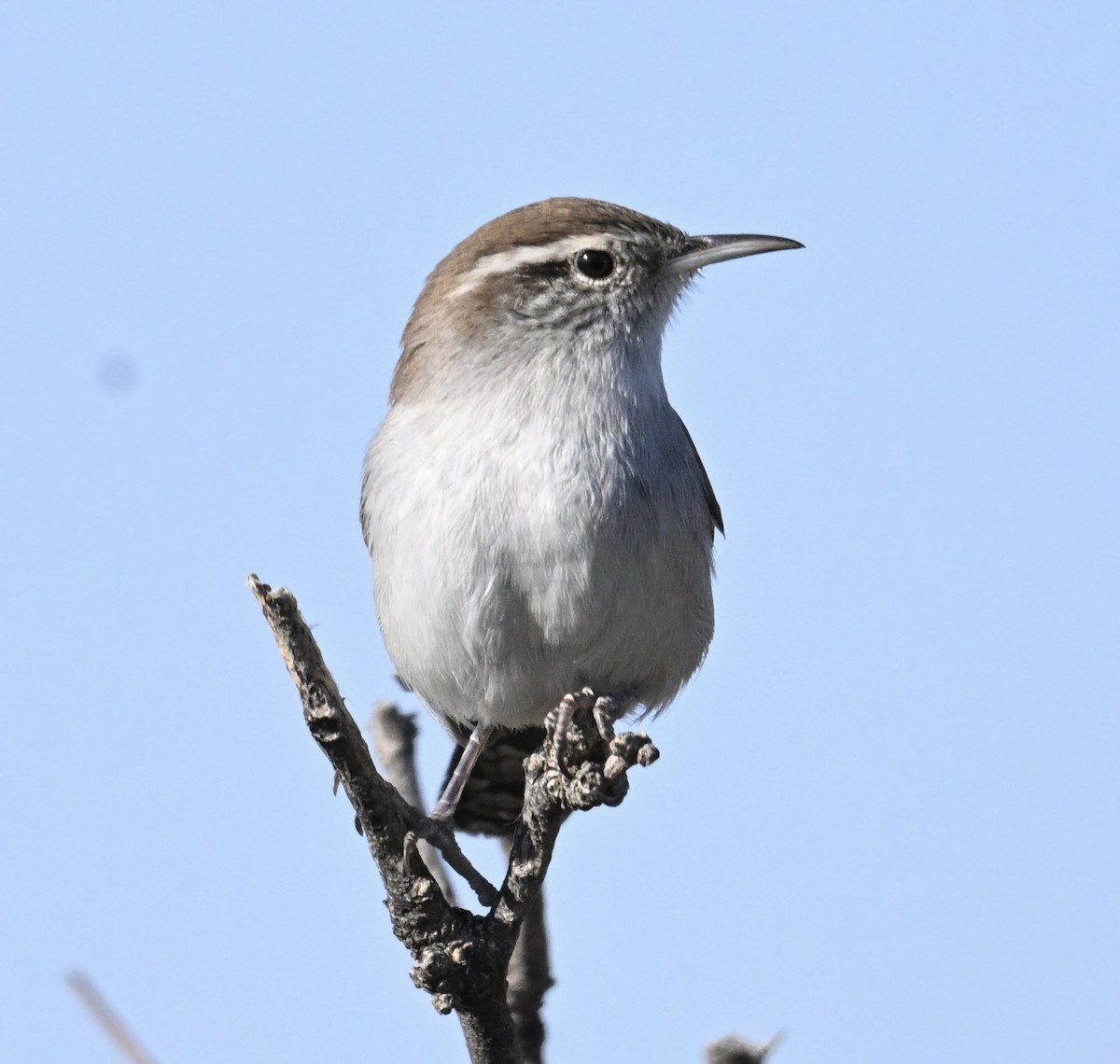 Bewick's Wren - ML645950725