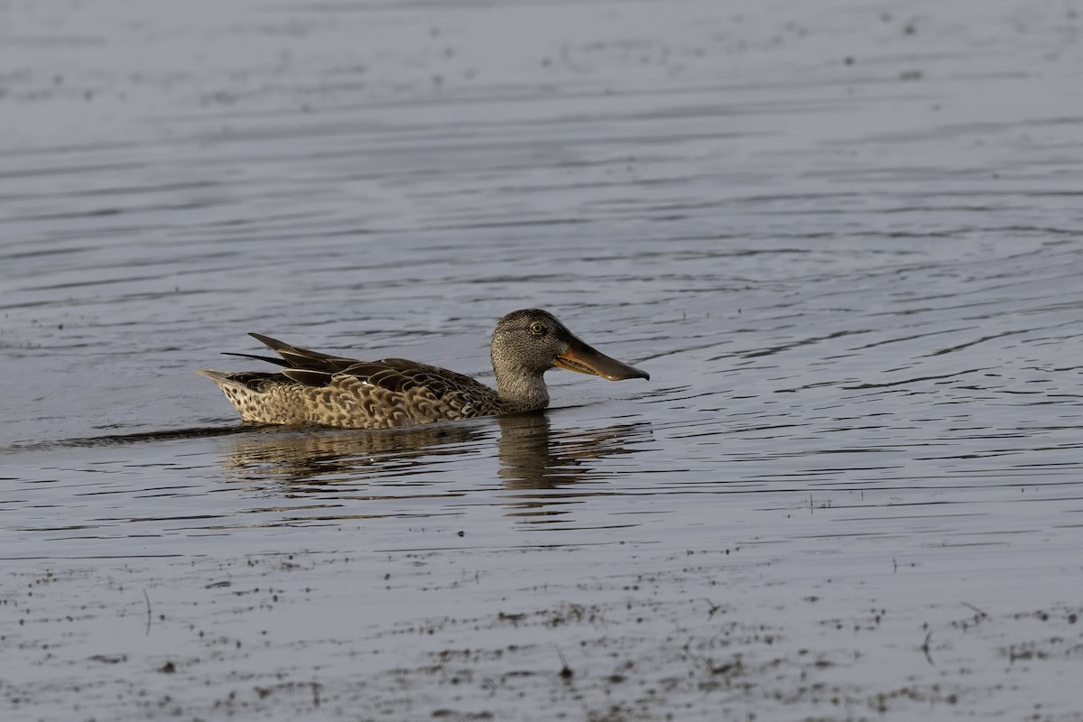 Халбага нугас - ML645950727
