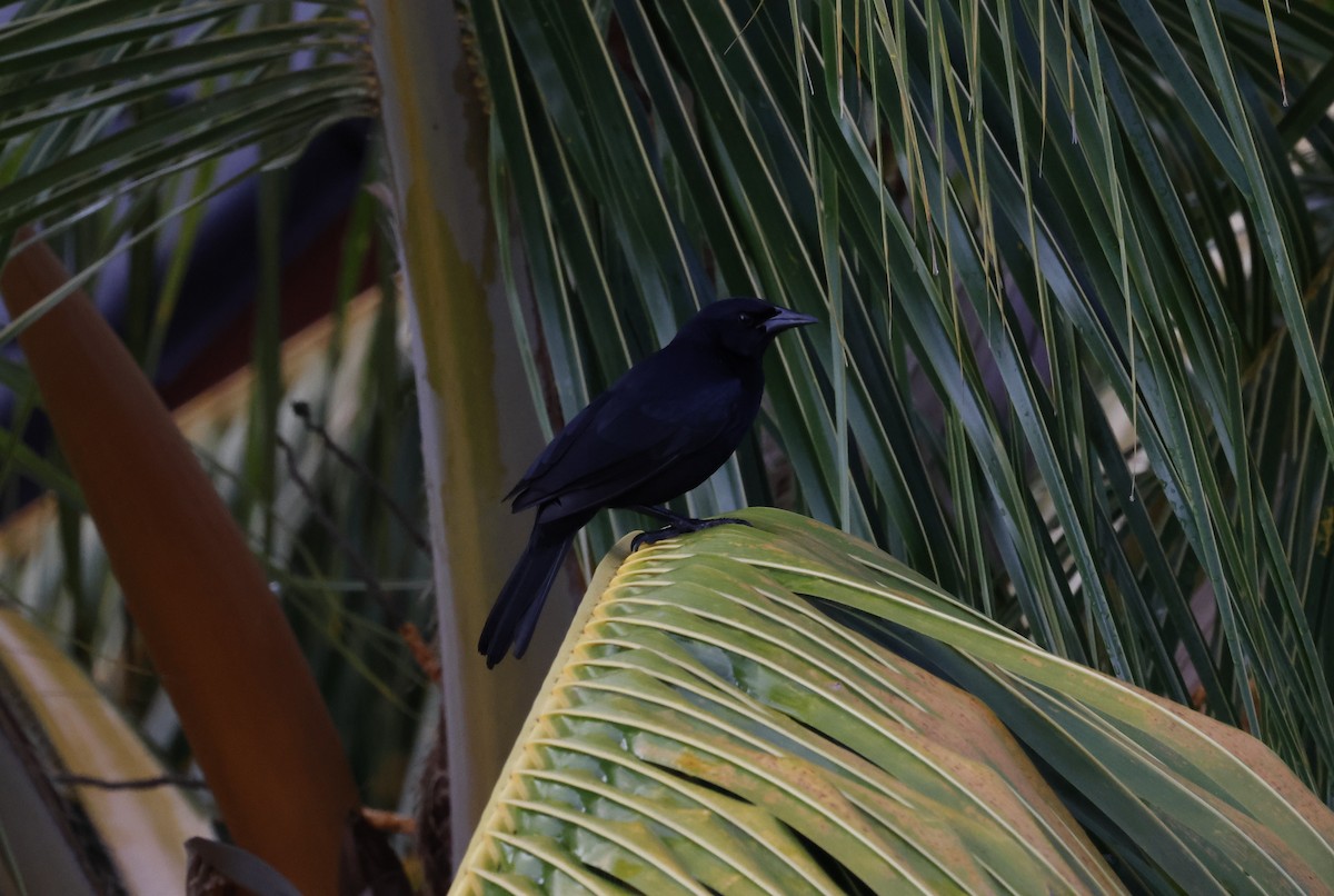 Scrub Blackbird - ML645950728