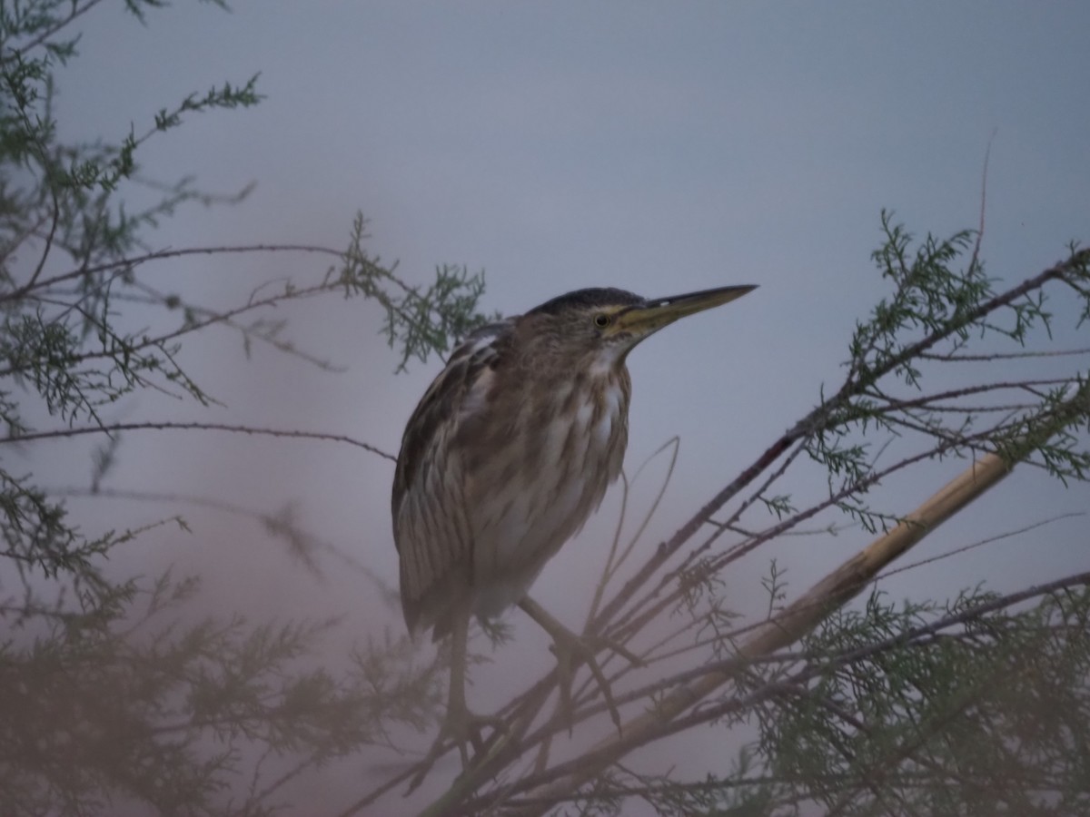 Little Bittern - ML645950732
