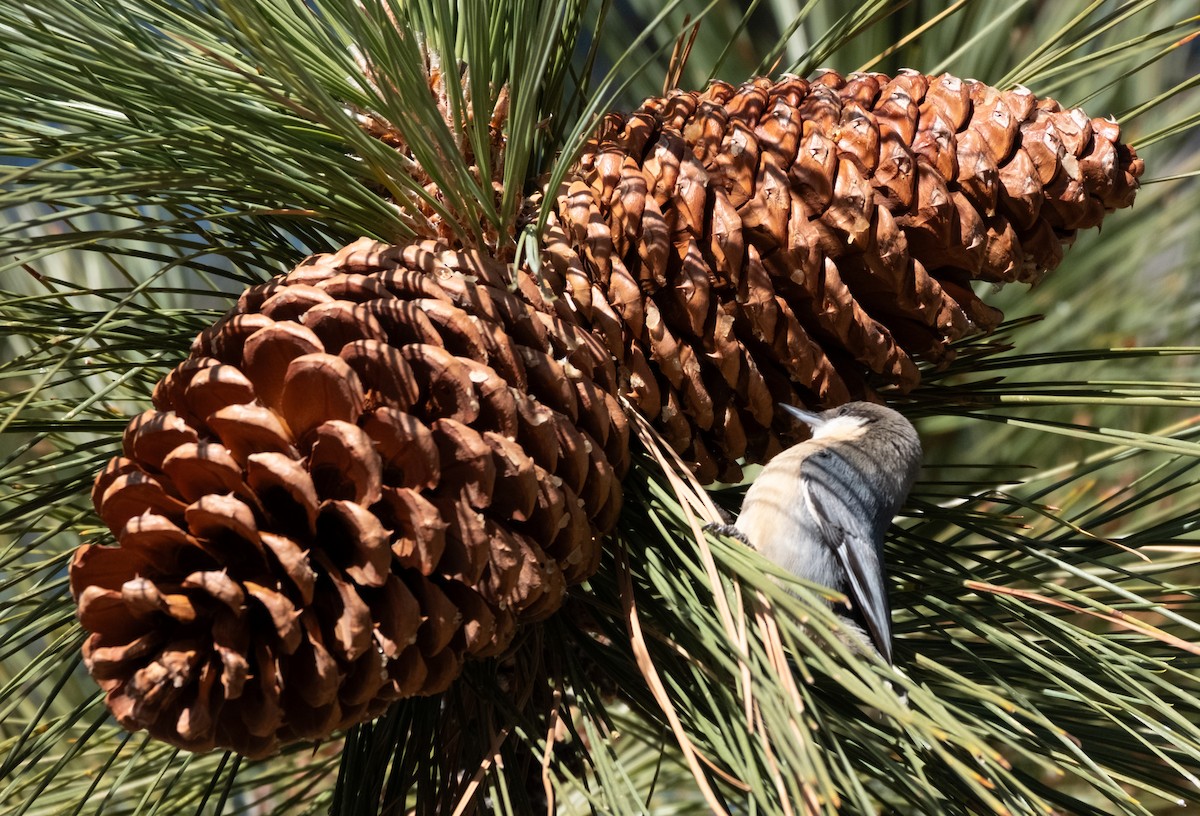 Pygmy Nuthatch - ML645950742
