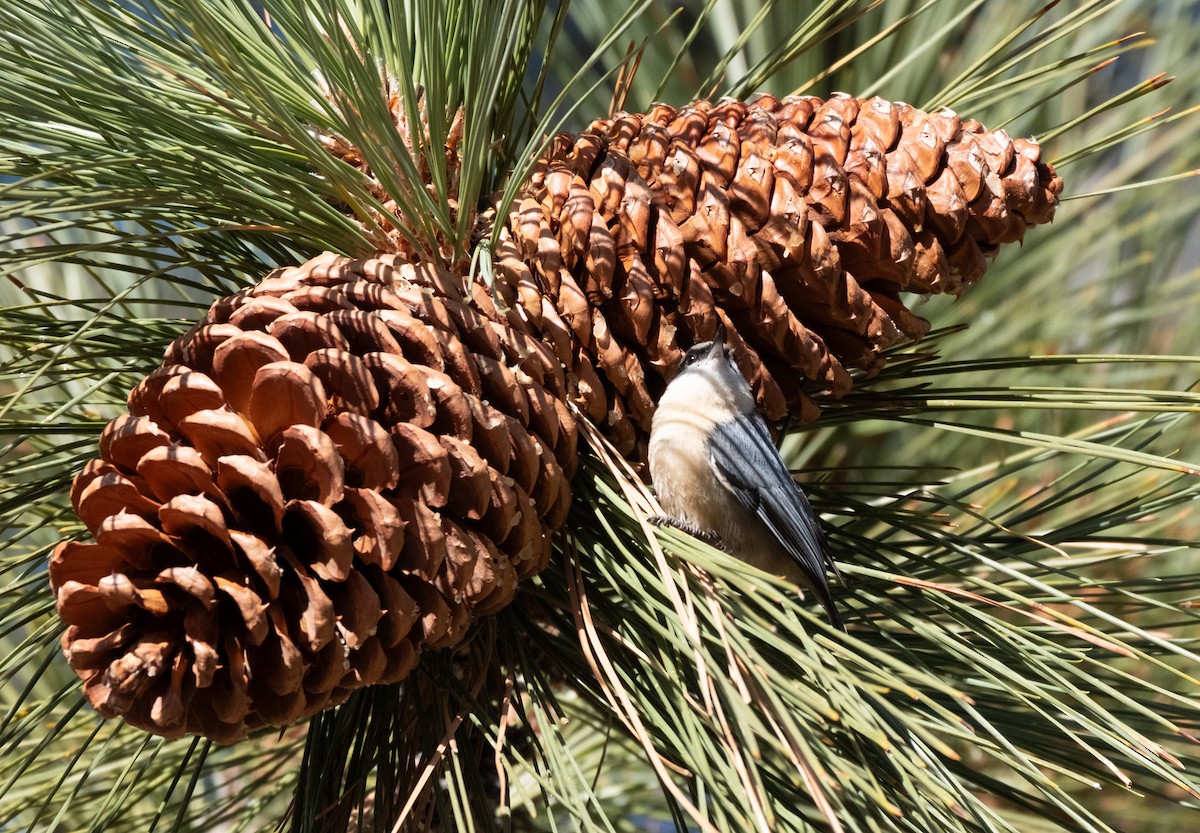 Pygmy Nuthatch - ML645950743