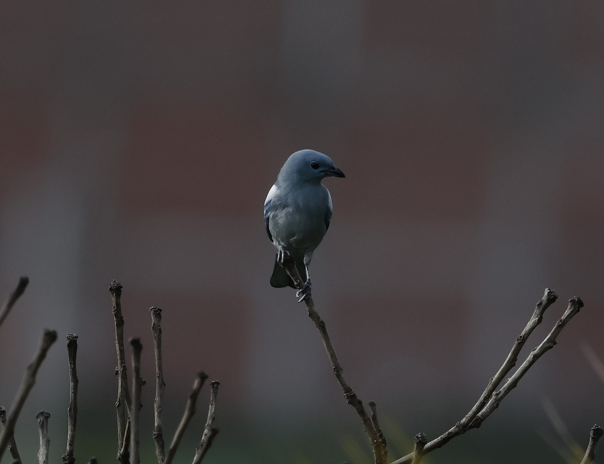 Blue-gray Tanager - ML645950747