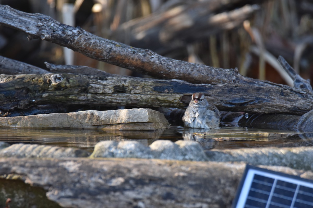 White-crowned Sparrow - ML645950751