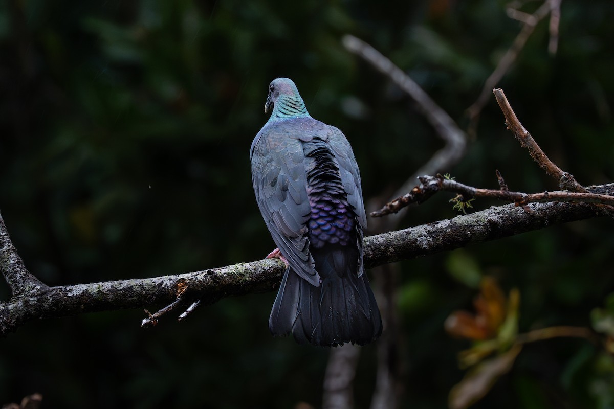 mikadodue - ML645950752