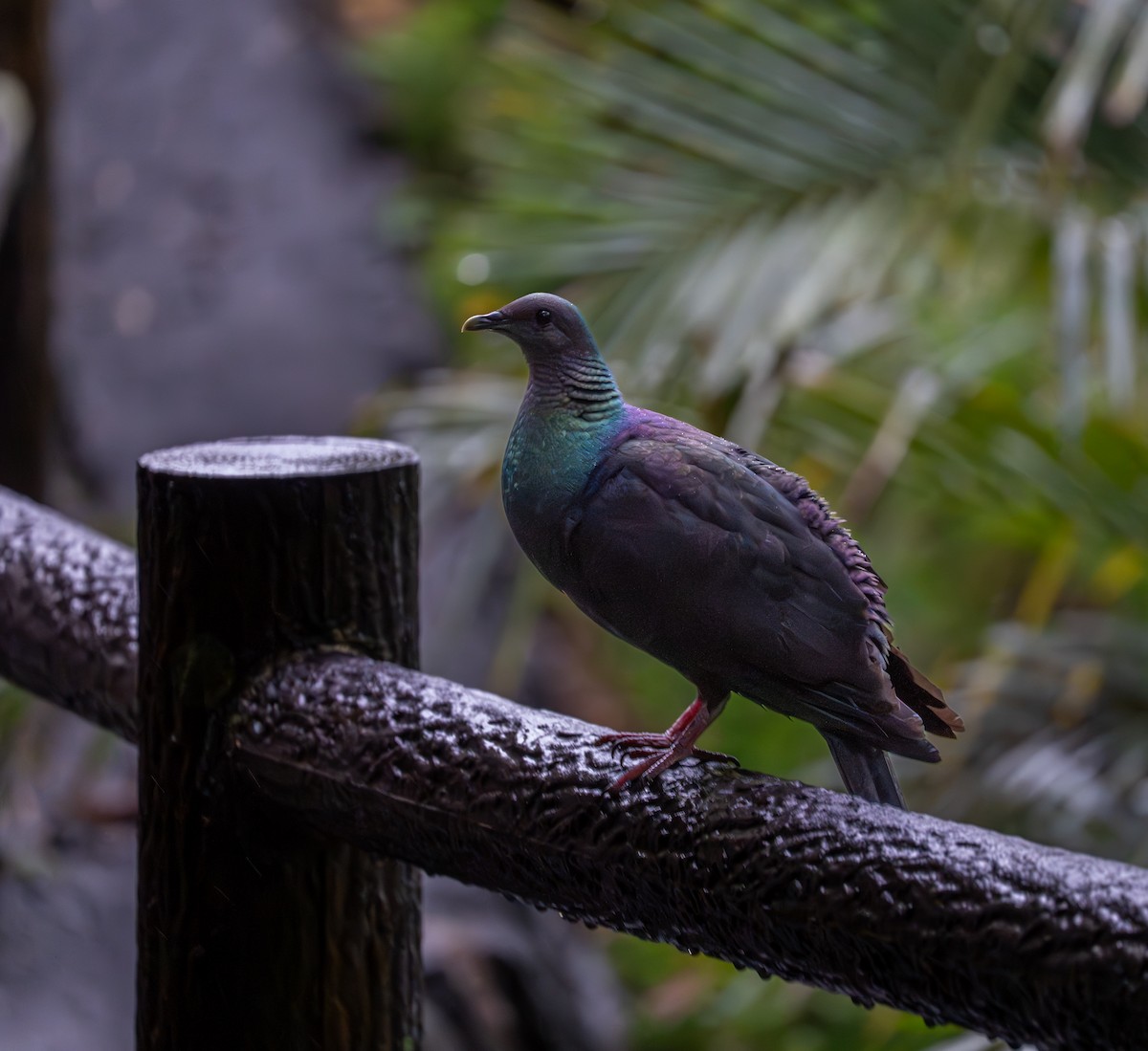 mikadodue - ML645950753