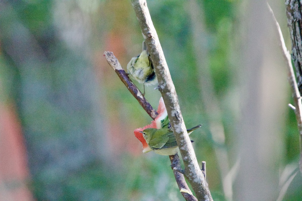 Tennessee Warbler - ML645950757