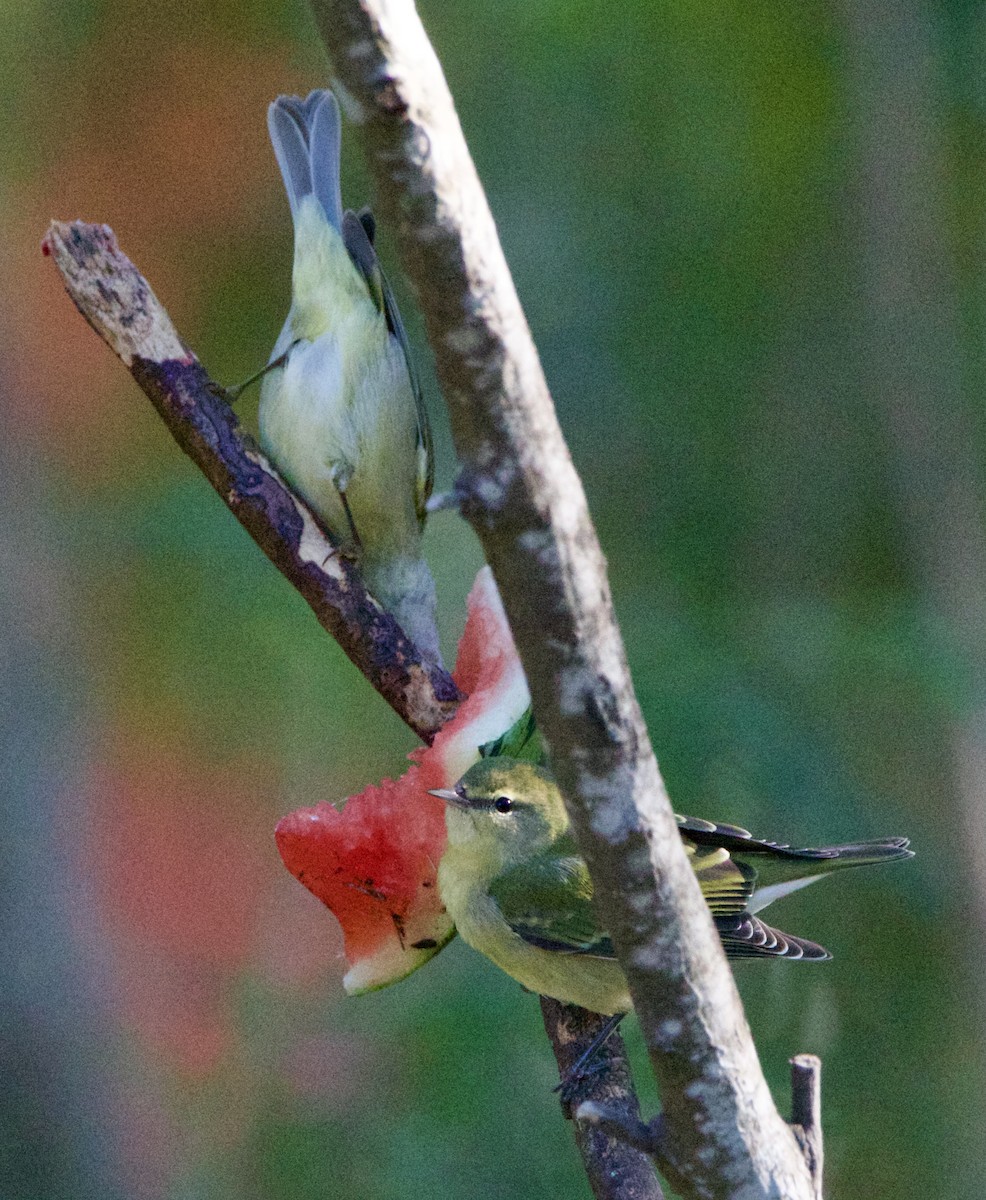 Tennessee Warbler - ML645950758