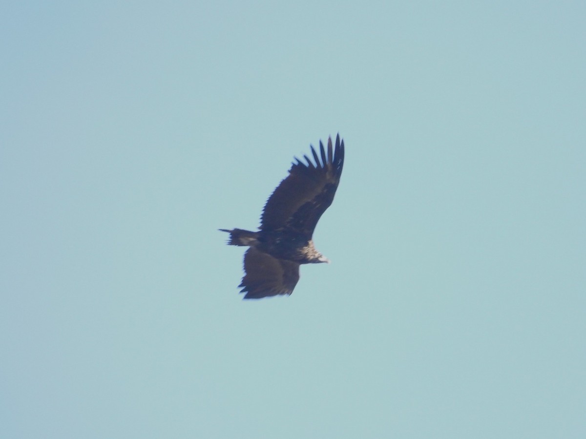 sup hnědý - ML645950760