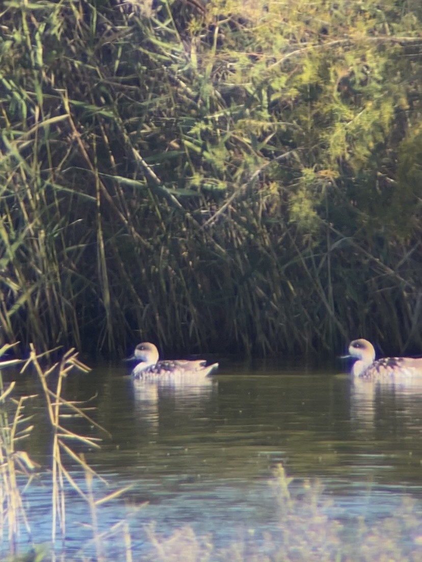 Marbled Duck - ML645950797