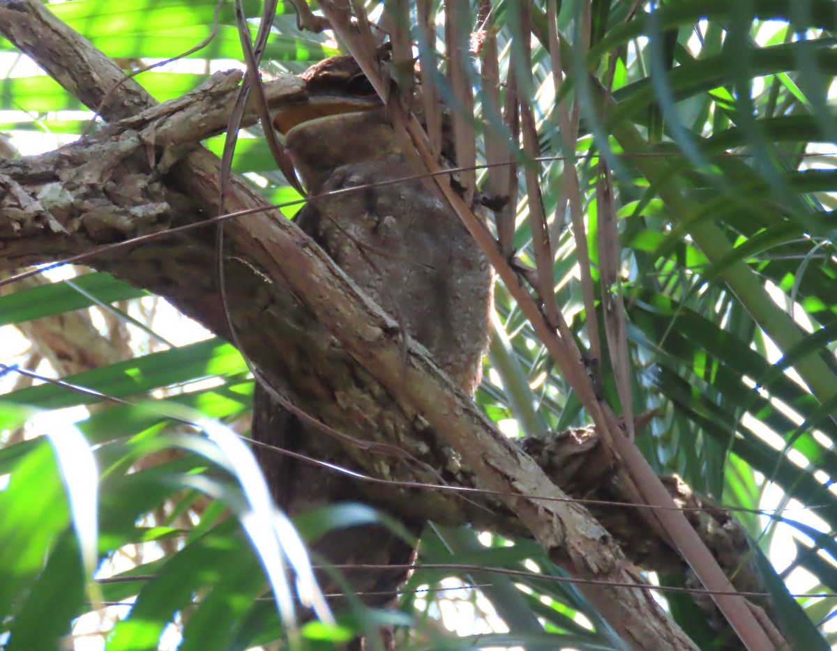 kjempefroskemunn - ML645950807