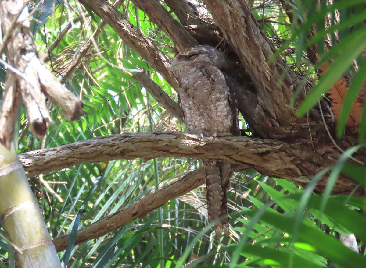 kjempefroskemunn - ML645950808