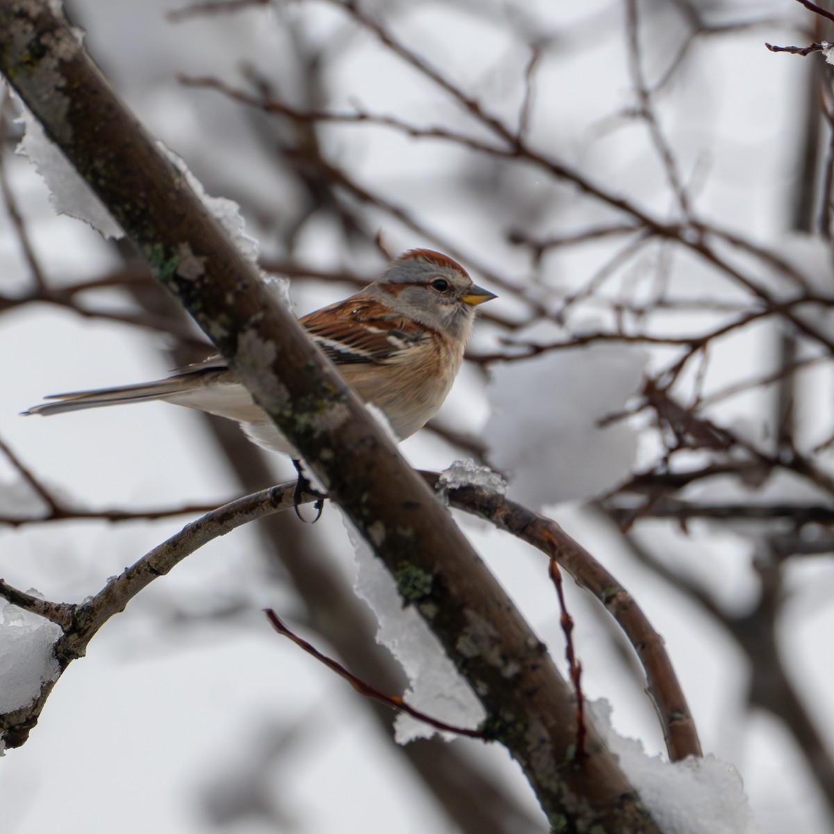 American Tree Sparrow - ML645950810