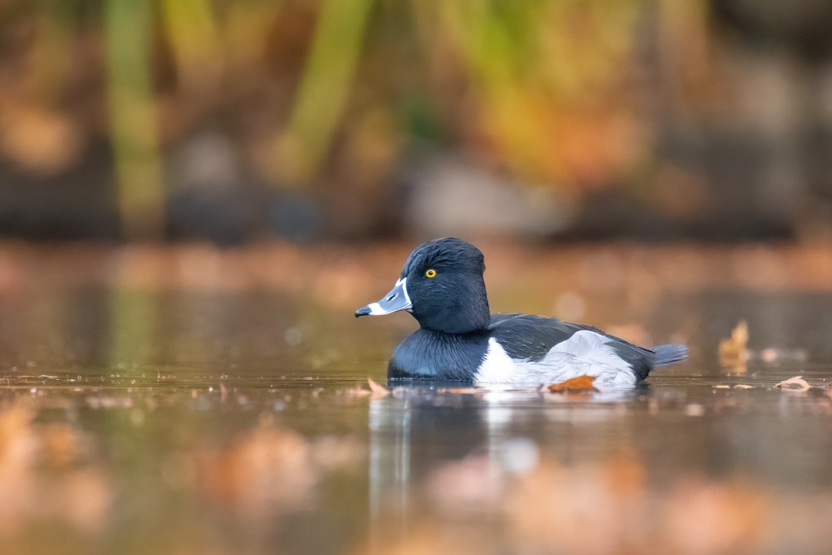 Ring-necked Duck - ML645950819