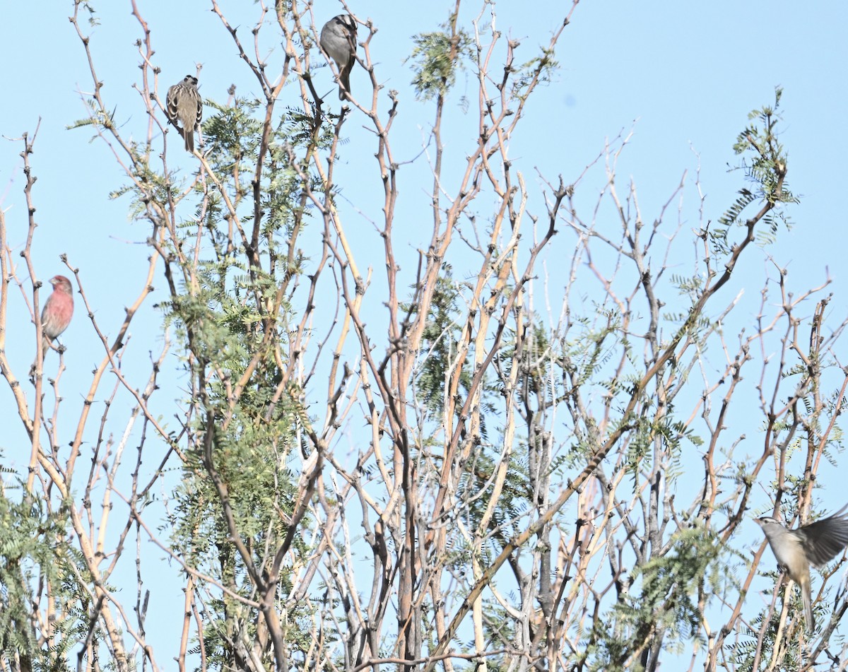 White-crowned Sparrow - ML645950820