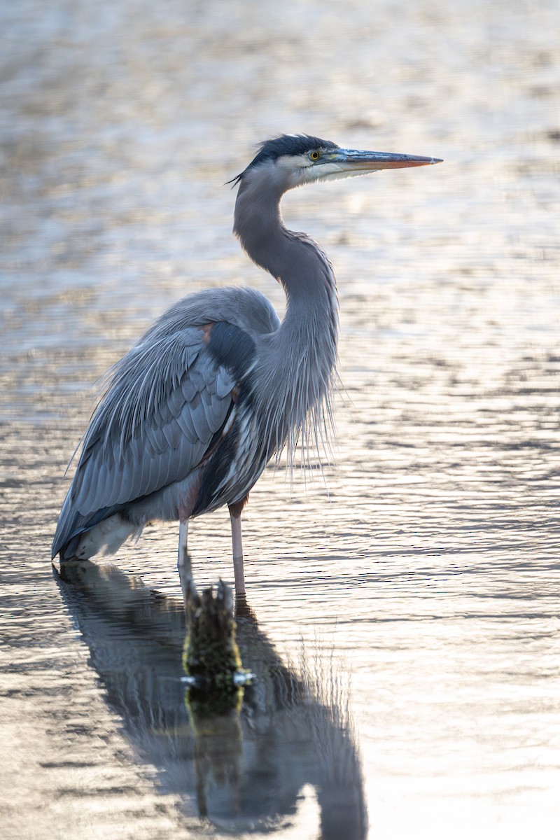 Great Blue Heron - ML645950825