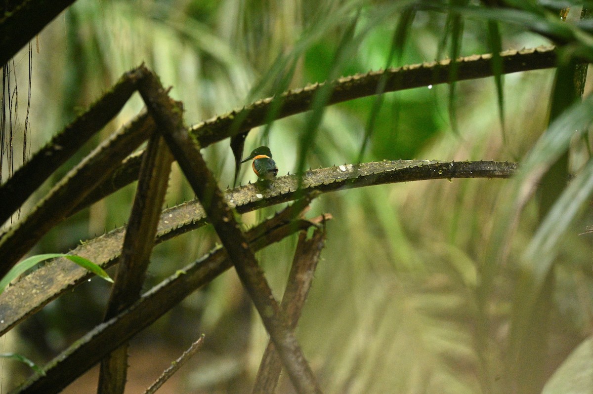 American Pygmy Kingfisher - ML645950827