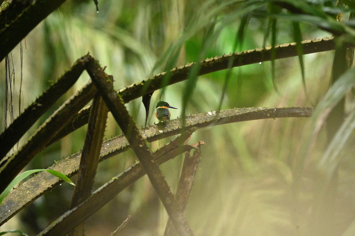 American Pygmy Kingfisher - ML645950828