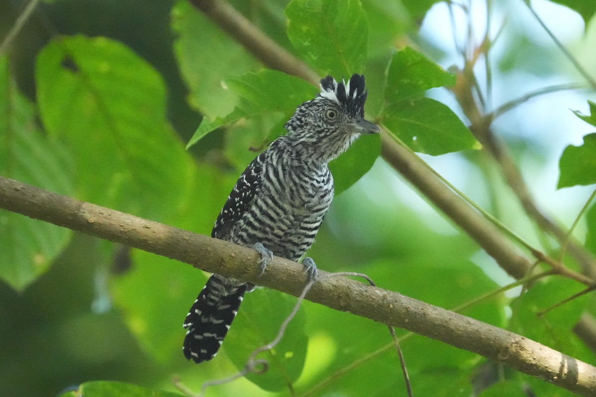 Batará Barrado - ML645950835