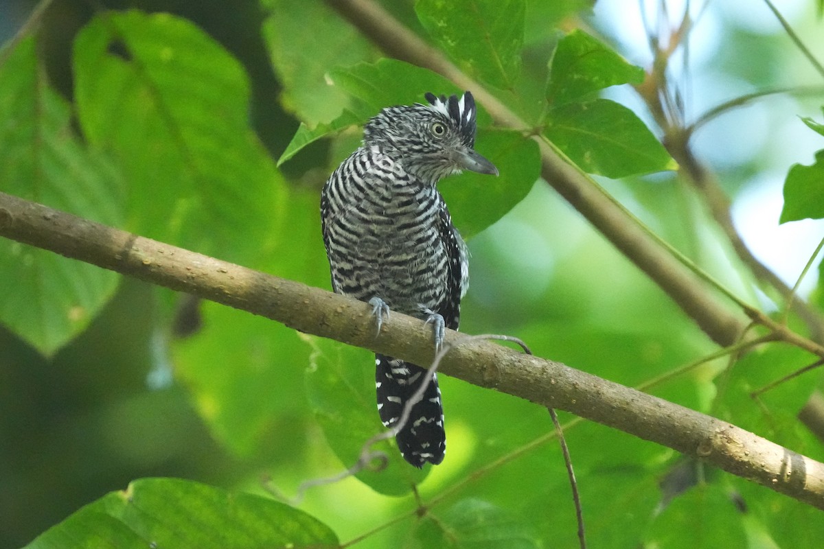 Batará Barrado - ML645950836