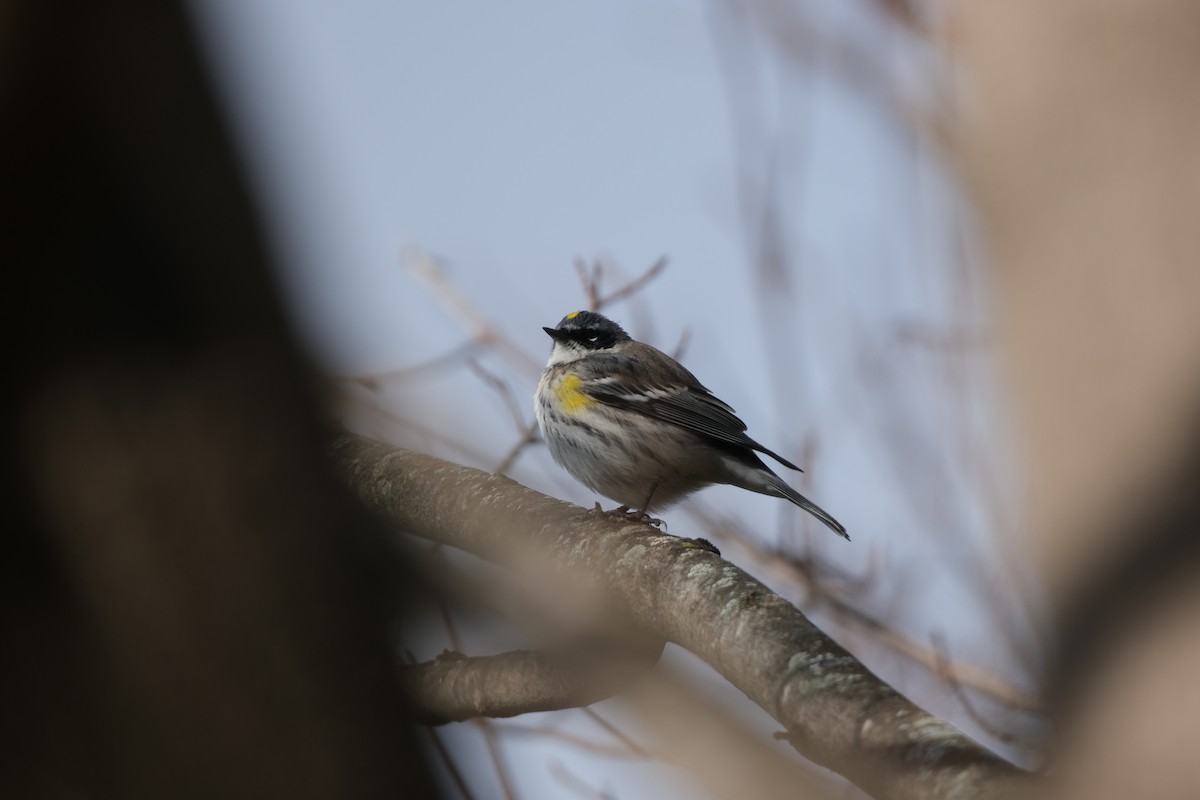 lesňáček žlutoskvrnný - ML645950837