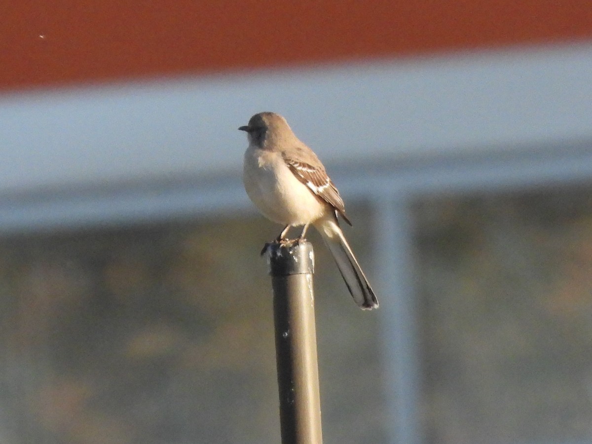 Пересмішник багатоголосий - ML645950838