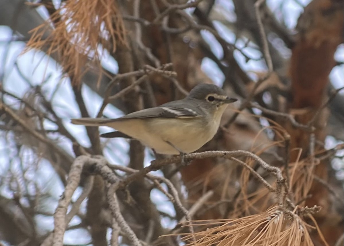 Plumbeous Vireo - ML645950841