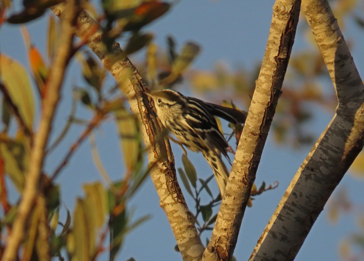 Black-and-white Warbler - ML645950858