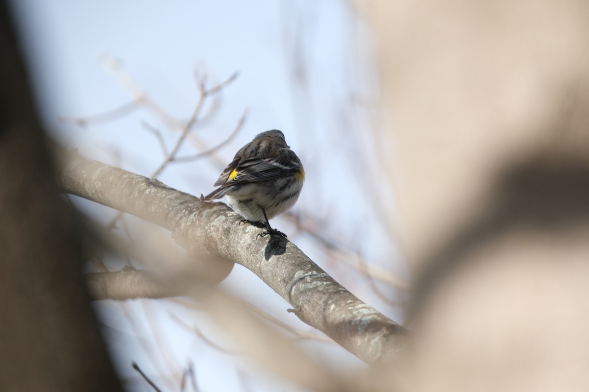 lesňáček žlutoskvrnný - ML645950866