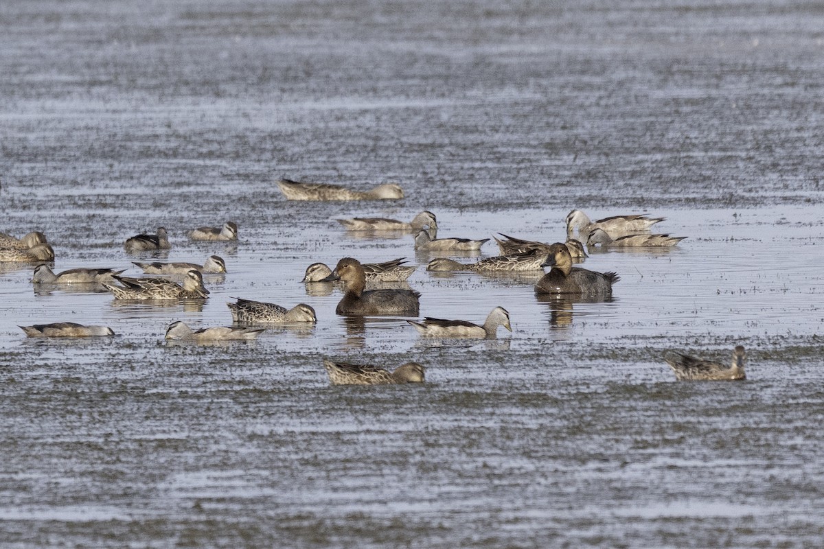 Улаан хүзүүт шумбуур - ML645950874