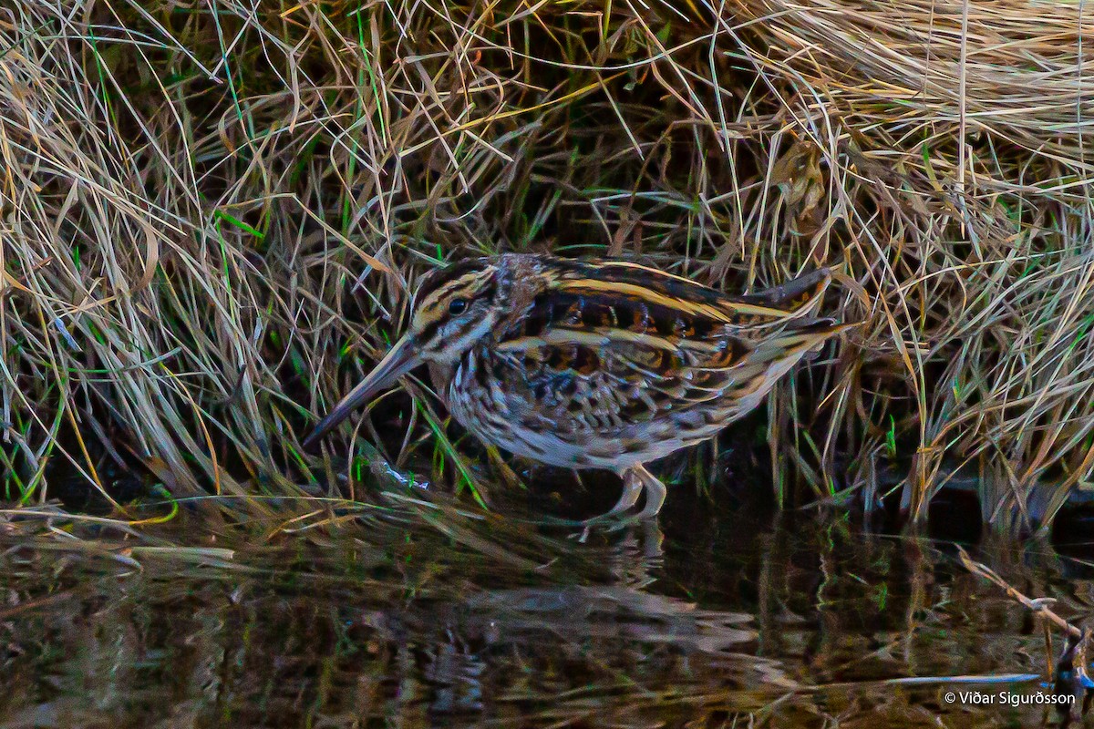 Agachadiza Chica - ML645950881