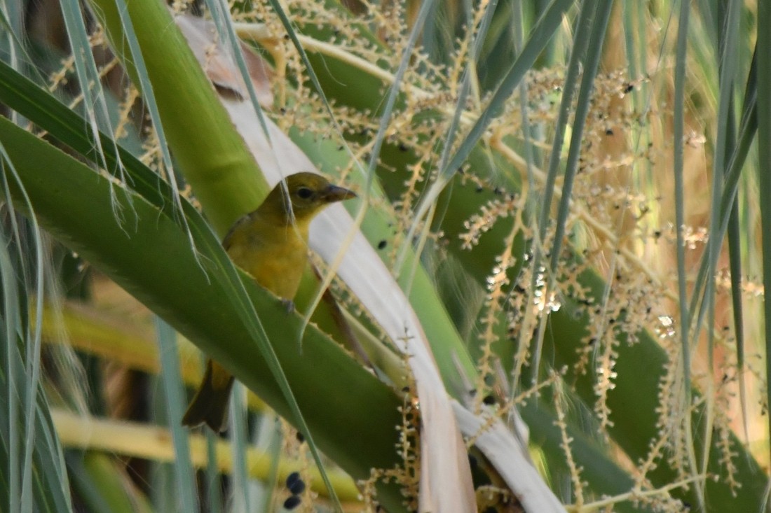 Summer Tanager - ML645950885