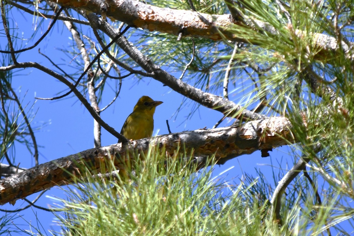 Summer Tanager - ML645950886