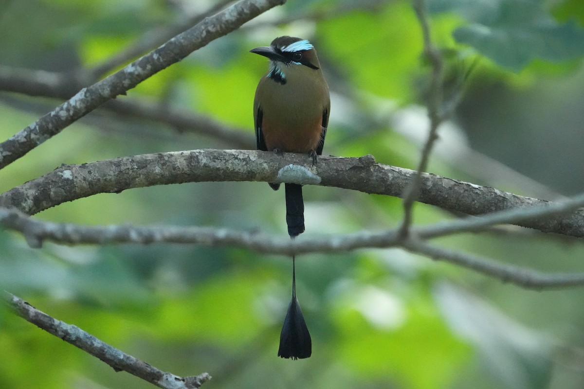Turquoise-browed Motmot - ML645950887