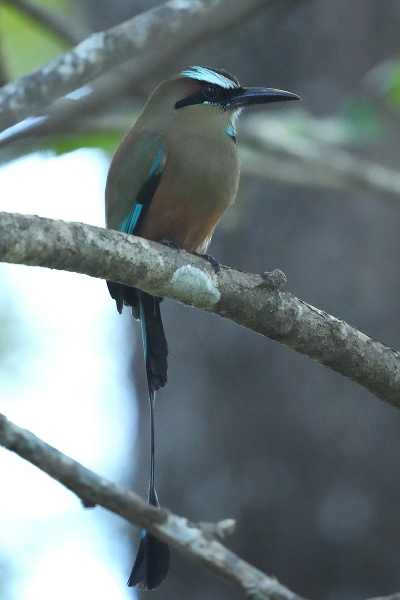 Turquoise-browed Motmot - ML645950888