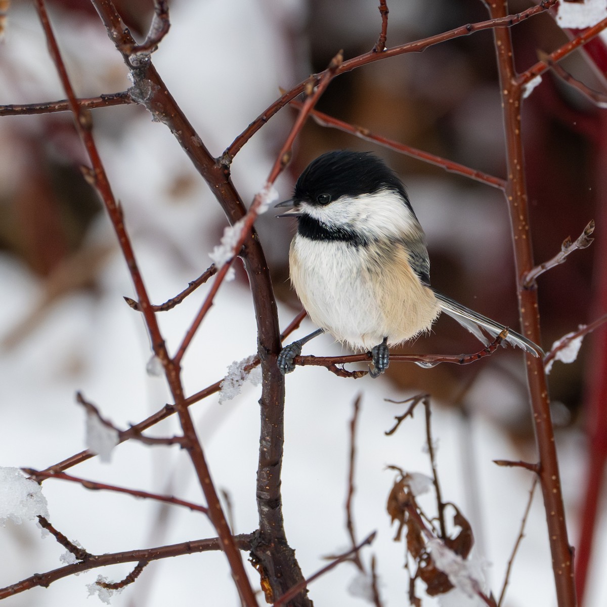 Black-capped Chickadee - ML645950891
